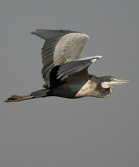 Black-headed Heron in flight